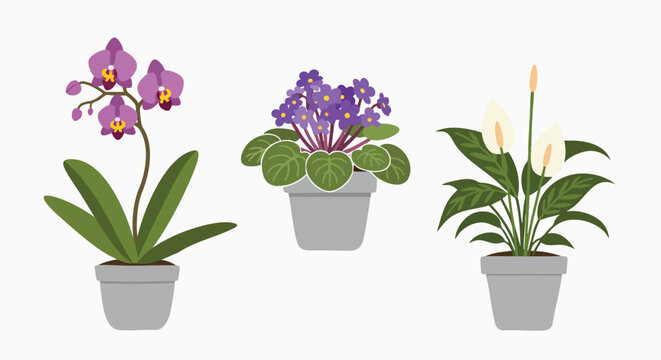 Beautiful diverse potted houseplants set vector illustration white background Orchid Africanviolet Peacelily Indoorplants Decor Floral Flat