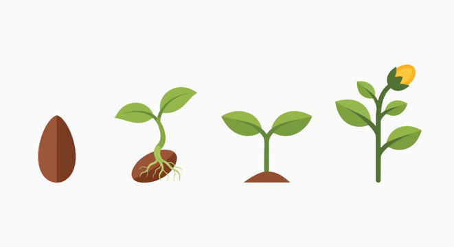 Sequential plant development illustrating seed germination and growth botany sprout seedling flowering nature biology education icon