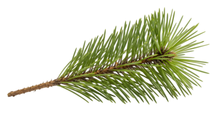 Pine tree branch with green needles isolated on a transparent background 1