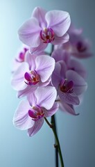 Naklejka premium Close view of pale purple orchids on stem. Soft pink and magenta centers. Delicate flower blooms against soft blue background. Gentle lighting highlights petal texture and shape.