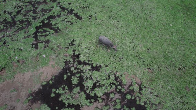 Aerial drone orbit shot of a lone water buffalo grazing on a patchy green grass field in rural countryside landscape.
