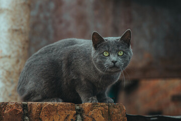A close-up of a gray cat with bright green eyes. Concepts of pets, attention, animal grace, and a rural (urban) yard. The cat looks directly at the camera.
