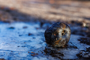 Close-up of a Fallen Yellow Apple Fully Frozen in a Thick Layer of Glazed Ice on the Ground, Winter Nature Concept with Frost and Cold
