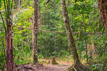 Rain forest in Surinam