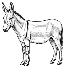 a black and white drawing of a donkey, black, donkey, drawing, illustration, old, sketch, against transparent background