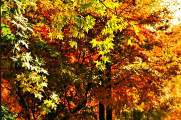 Autumn Colorful Leaves