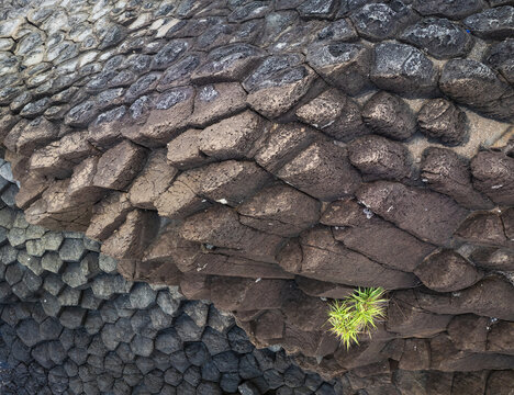 Aerial view of basalt columns displaying a tessellated pattern, where a tiny plant has found a foothold, creating a stark contrast between stone and life, Tuy An, Phu Yen, Vietnam.