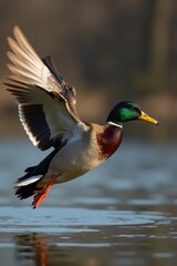 Fototapeta premium Fast-flying mallard drake, head forward, powerful wingbeats, beauty, soaring, elegance