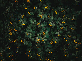 Aerial view of a vibrant tapestry of Sunflowers contrasting against the deep, shadowy green foliage, creating an intricate pattern, Lakeville, Massachusetts, United States.