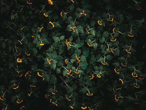 Aerial view of a vibrant tapestry of Sunflowers contrasting against the deep, shadowy green foliage, creating an intricate pattern, Lakeville, Massachusetts, United States.