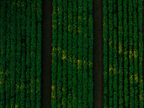 Aerial view of verdant rows of crops stretch across the landscape, their deep greens contrasting with the dark, bare earth between them, Lakeville, Massachusetts, United States.