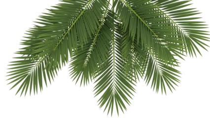 Green Palm Fronds with Dew Drops isolated on a transparent background green leaves tropical