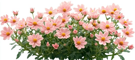 Charming Pale Pink Daisy Delight on a White Background, Ideal for Textual Expression and Design