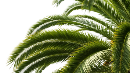 Green Palm Tree Leaves on Transparent Background isolated on a transparent background green leaves tropical