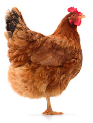 Brown laying hen standing isolated on white