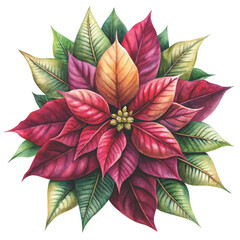 watercolor illustration of a pink and white poinsettia flower vector