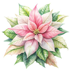 watercolor illustration of a pink and white poinsettia flower vector