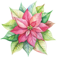watercolor illustration of a pink and white poinsettia flower vector
