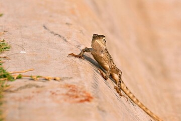 Small agama lizard perched on concrete surface in sunlight, detailed close-up of reptile with spiky scales and alert posture