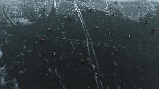 Aerial view of ducks scattered across a frozen lake, their dark forms contrasting against the icy surface marked with skate lines, Trakai, Lithuania.