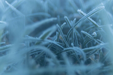 morning frost in the garden on the lawn grass. macro photo of frost
