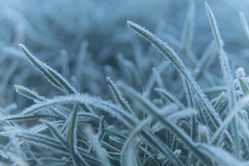 morning frost in the garden on the lawn grass. macro photo of frost