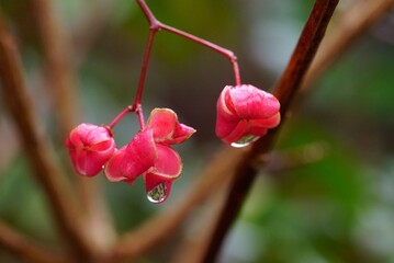 濡れたマユミの実