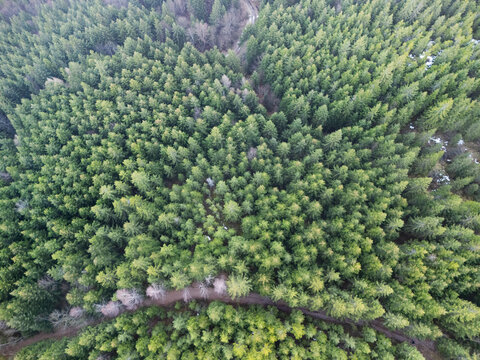 Aerial view of a dense forest canopy with vibrant green treetops contrasting against the muted earth tones below, Ziare, Banskobystricky kraj, Slovakia.