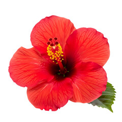 Vibrant red hibiscus flower isolated on transparent background