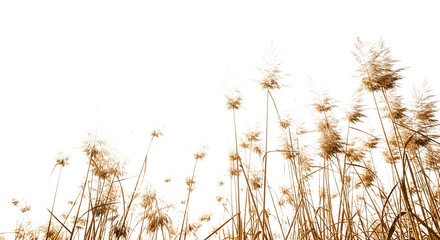 Detailed illustration of colorful coral reef structures and formations isolated on transparent background