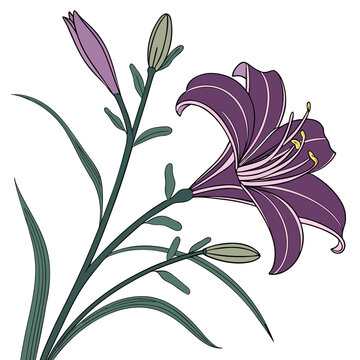  hemerocallis purple doro with leaves