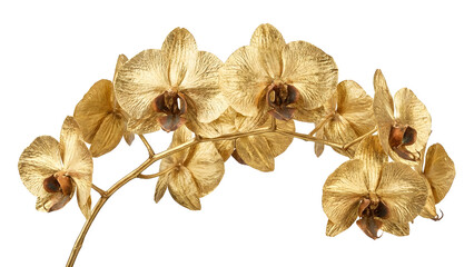 Golden Orchid Branch Isolated on White