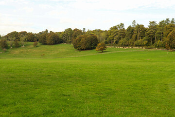 Rolling green pastures with scattered trees leading up to a dense forest line, presenting a serene rural landscape in daytime © ANNELEVEN