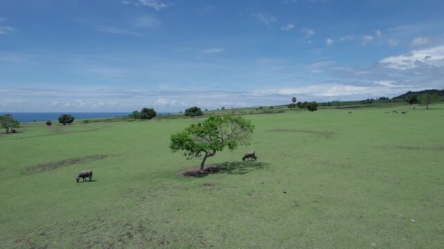 A wide aerial view of a lush green coastal savanna. A solitary green tree provides shade for two water buffaloes (Asian Bubalus Bubalis) grazing peacefully.
