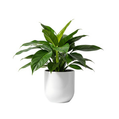 Green plant in a white pot isolated on transparent background