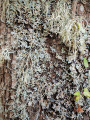 Lichens and small leaves attached to a wooden trunk creating a mutualistic symbiotic association...
