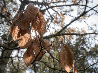 The last dry leaves of a deciduous tree hang from a backlit branch surrounded by more leaves on a sunny winter day