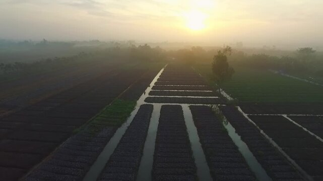 A drone flies over a rice field in the Mekong River, showing a beautiful sunset.