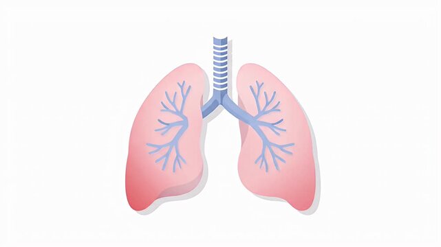 Anatomical human lungs and respiratory system flat design illustration medical concept