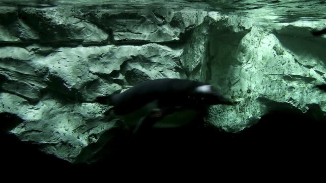 Underwater video of several gentoo penguins (Pygoscelis papua) diving into the water and making turns, propelling themselves with their flippers as if flying near an icy white shore