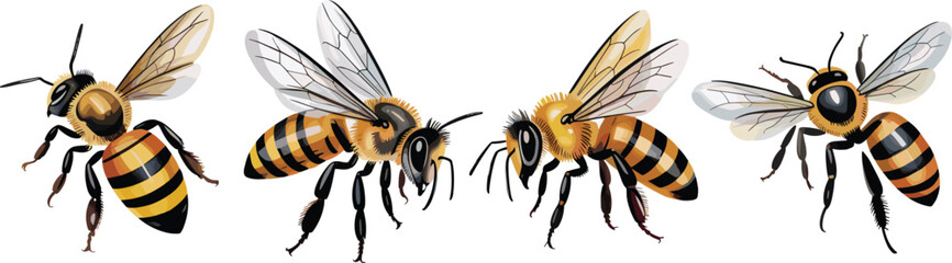Realistic honey bee illustration set with flying bees detailed wings pollination nature insect vector design © Morsalin Creatives