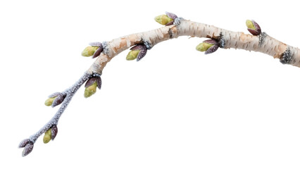 Isolated branch with swollen buds ready to bloom, harbinger of the Spring season, isolated