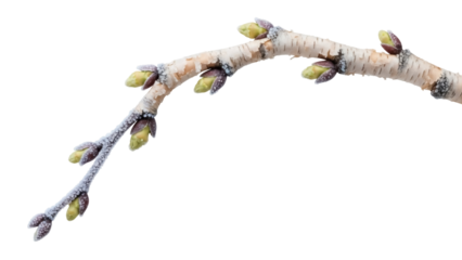 Isolated branch with swollen buds ready to bloom, harbinger of the Spring season, isolated