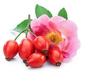 Tender pink rose and rose hips isolated on white background. File contains clipping paths.