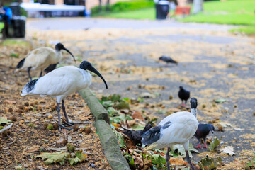 餌を探すトキ（ビンチキン）