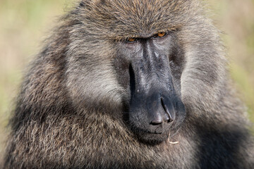 Fototapeta premium baboon sitting in the sun