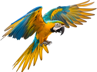 Colorful macaw parrot captured mid flight, isolated on transparent background. Expressive exotic bird action pose.