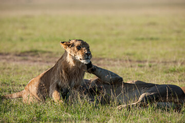 male lion cub