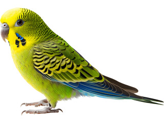 Fototapeta premium Green budgerigar isolated on transparent background. Cute pet bird concept for nature, animals, and wildlife visuals.