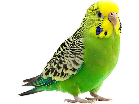 Green budgerigar isolated on transparent background. Cute domestic parakeet for pet, nature, and wildlife themed designs.